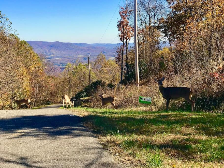 Blue Ridge Parkway Panoramic Paradise-60 Mile View Fancy Gap Exterior foto